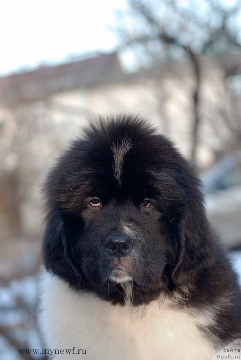 Фото: ньюфаундленд Сент Джонс Имаджинэйшн