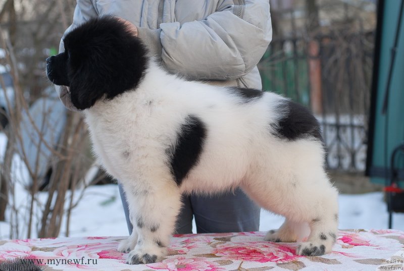 Фото: ньюфаундленд Сент Джонс Ирбис