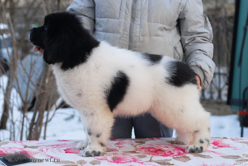 Фото: ньюфаундленд Сент Джонс Ирбис