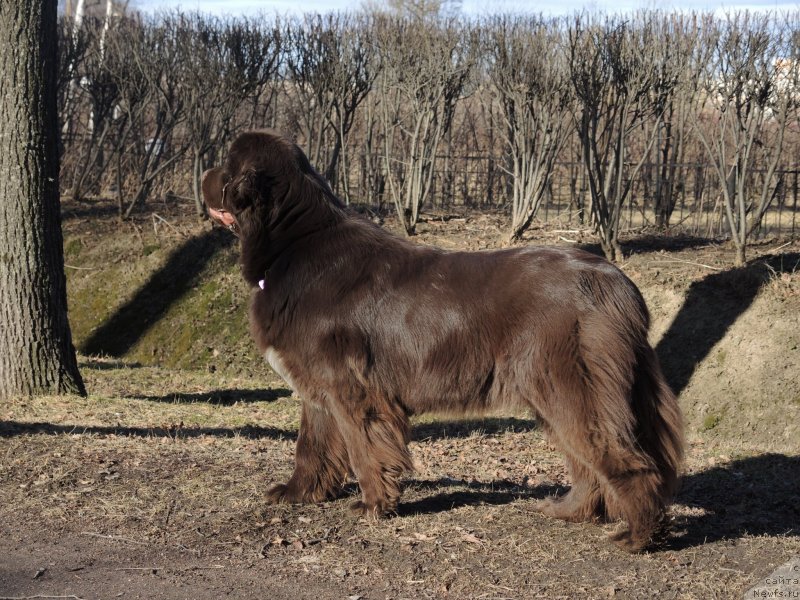 Фото: ньюфаундленд Акватория Келвин Хизер Хани (Aquatoriya Kelvin Heather Honey)