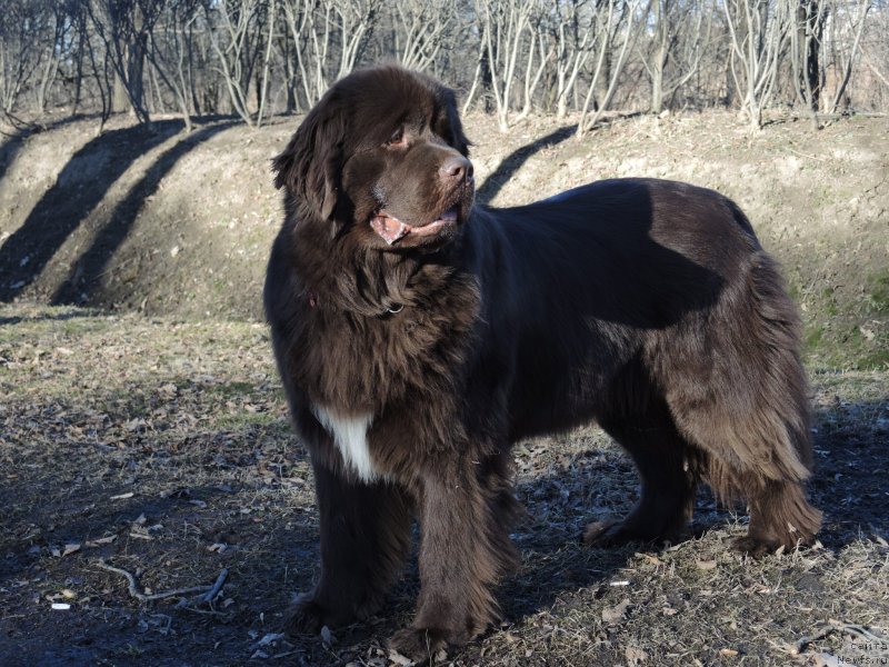 Фото: ньюфаундленд Акватория Келвин Хизер Хани (Aquatoriya Kelvin Heather Honey)