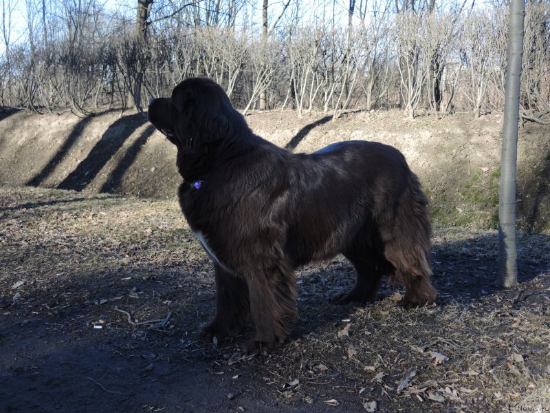 Фото: ньюфаундленд Акватория Келвин Хизер Хани (Aquatoriya Kelvin Heather Honey)