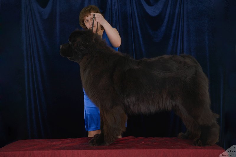 Фото: ньюфаундленд Сент Джонс Заура (Sent Djons Zaura)