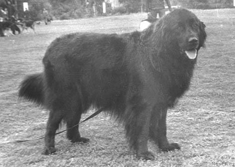 Фото: ньюфаундленд Кэппи Мори