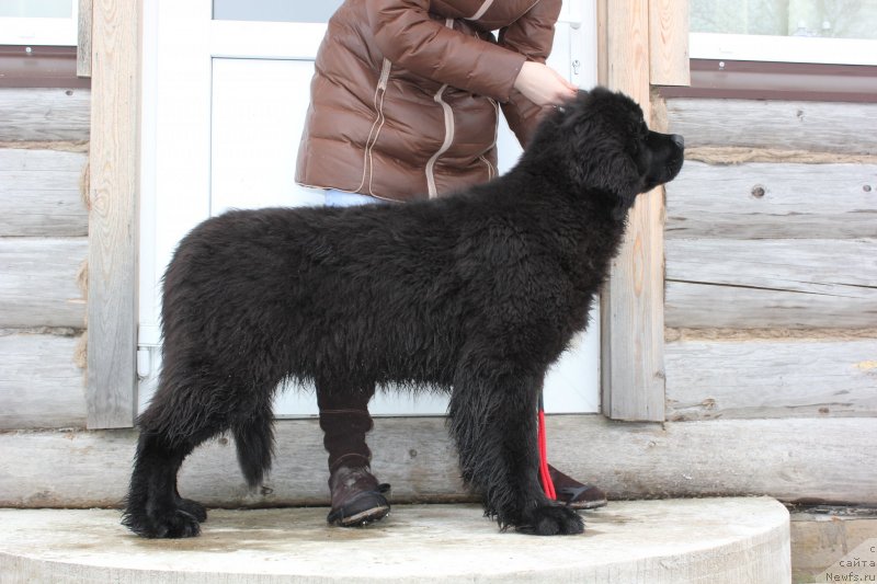 Фото: ньюфаундленд Дар Свезы Мажикал Малта