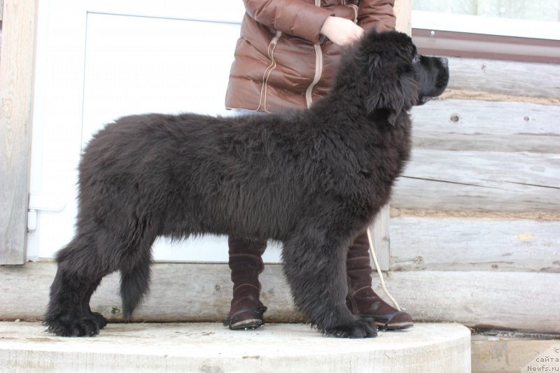 Фото: ньюфаундленд Дар Свезы Маскот Дреамс