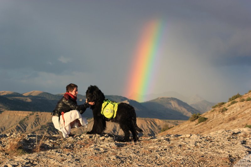 Фото: Наталья Селезнева, ньюфаундленд Циннамон БельФра Шармэль из Аркаима (Tsinnamon Bel' Fra Sharmel iz Arkaima)