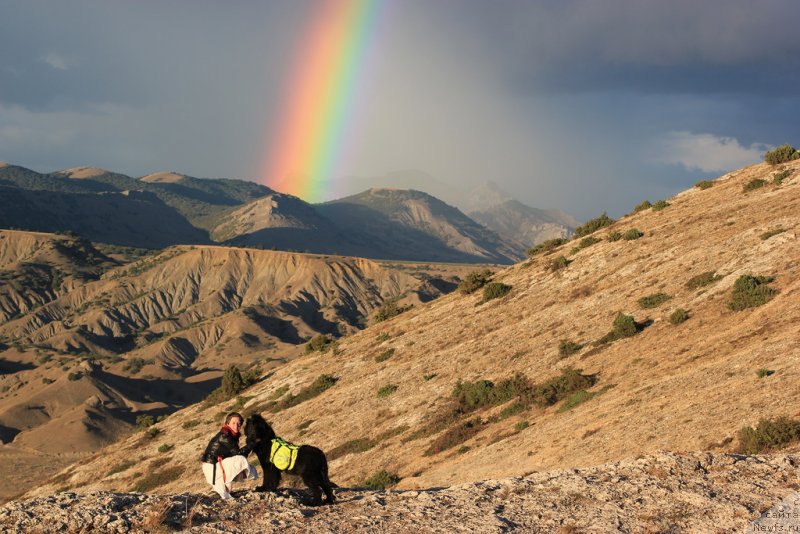 Фото: Наталья Селезнева, ньюфаундленд Циннамон БельФра Шармэль из Аркаима (Tsinnamon Bel' Fra Sharmel iz Arkaima)