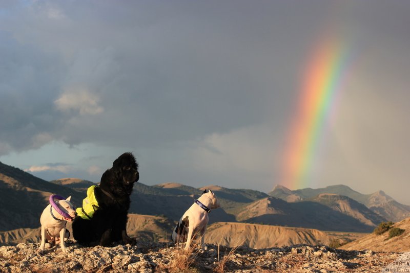 Фото: ньюфаундленд Циннамон БельФра Шармэль из Аркаима (Tsinnamon Bel' Fra Sharmel iz Arkaima)
