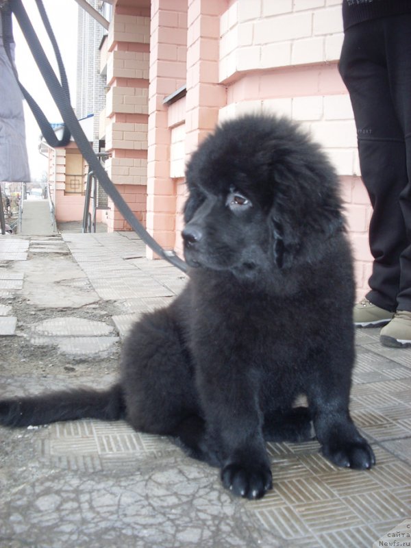 Фото: ньюфаундленд Chudnaya Kappa Kara Deniz