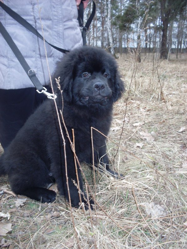 Фото: ньюфаундленд Chudnaya Kappa Kara Deniz