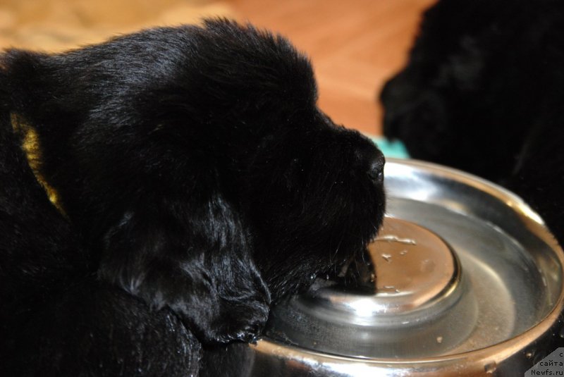 Фото: ньюфаундленд Дар Свезы Юнесса Корона Аустралис (Dar Svezy Unessa Korona Australis)