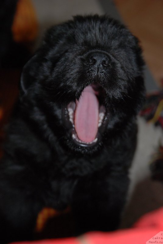 Фото: ньюфаундленд Дар Свезы Юнесса Корона Аустралис (Dar Svezy Unessa Korona Australis)