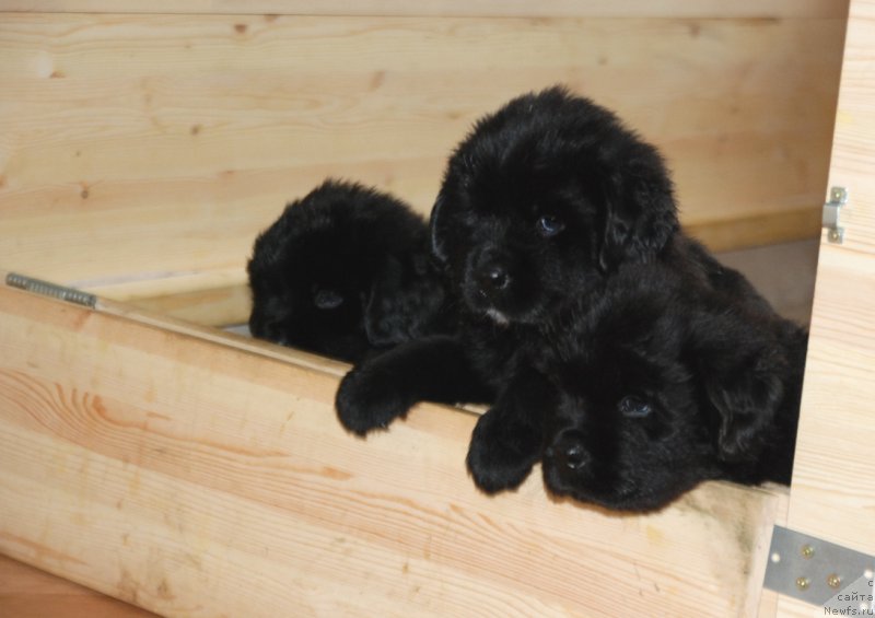 Фото: ньюфаундленд Дар Свезы Юнесса Корона Аустралис (Dar Svezy Unessa Korona Australis)