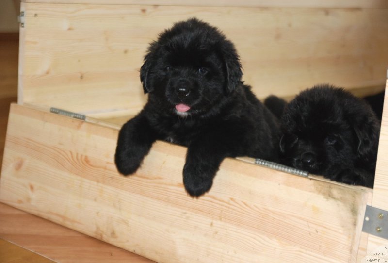 Фото: ньюфаундленд Дар Свезы Юнесса Корона Аустралис (Dar Svezy Unessa Korona Australis)