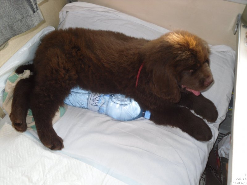 Фото: ньюфаундленд Хорунжий с Берега Дона (Horunzhy s Berega Dona)