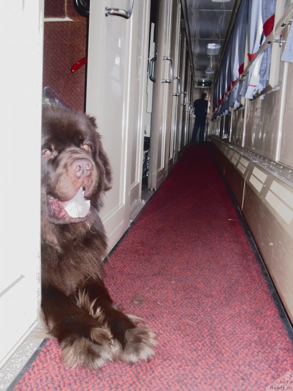 Фото: ньюфаундленд Хорунжий с Берега Дона (Horunzhy s Berega Dona)