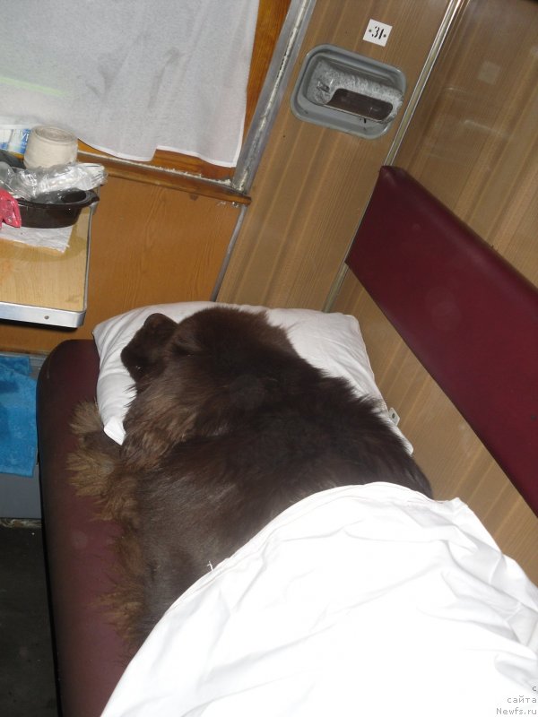 Фото: ньюфаундленд Хорунжий с Берега Дона (Horunzhy s Berega Dona)