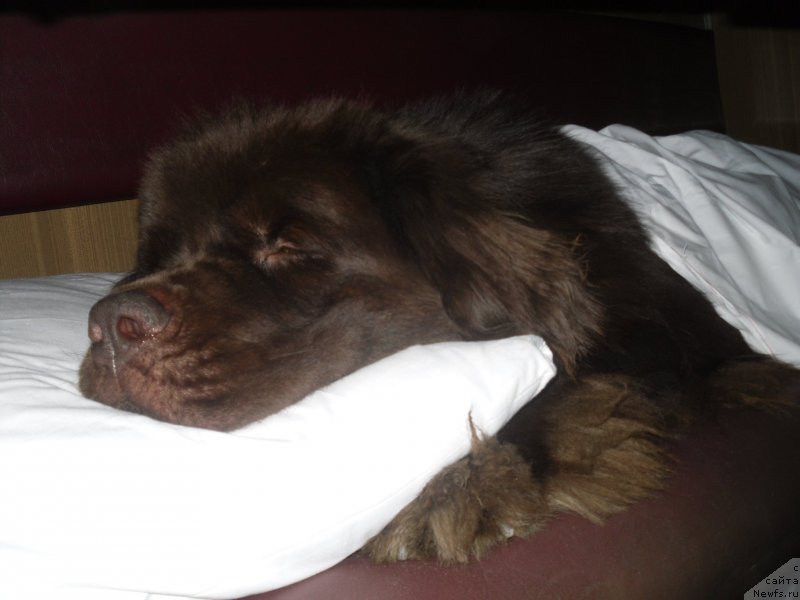 Фото: ньюфаундленд Хорунжий с Берега Дона (Horunzhy s Berega Dona)