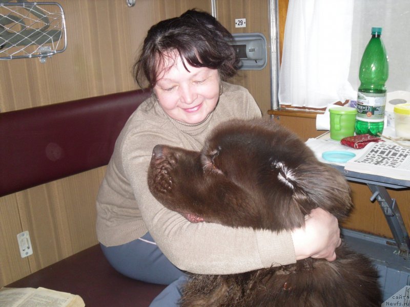 Фото: ньюфаундленд Хорунжий с Берега Дона (Horunzhy s Berega Dona), Марина Берсенева