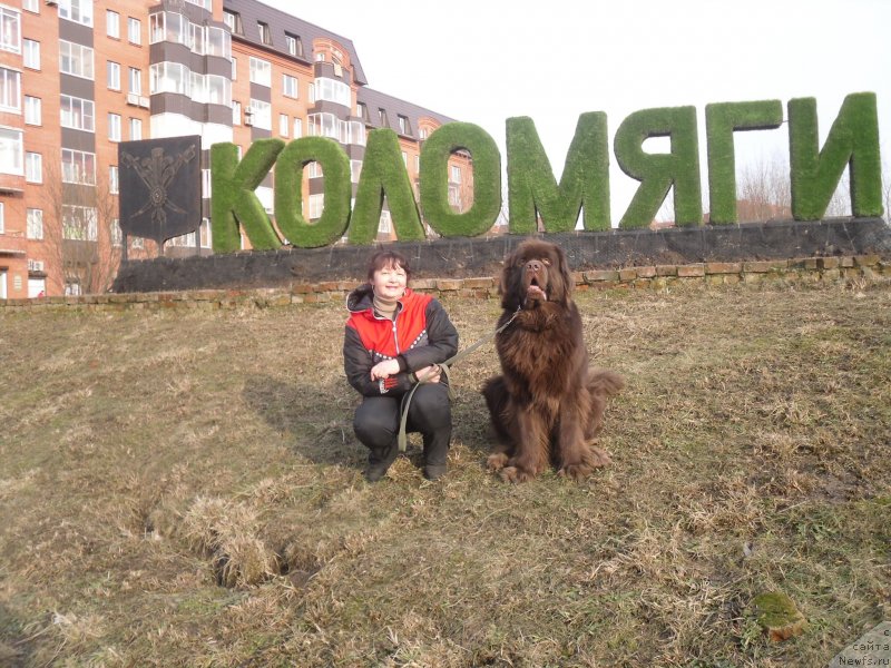 Фото: ньюфаундленд Хорунжий с Берега Дона (Horunzhy s Berega Dona), Марина Берсенева