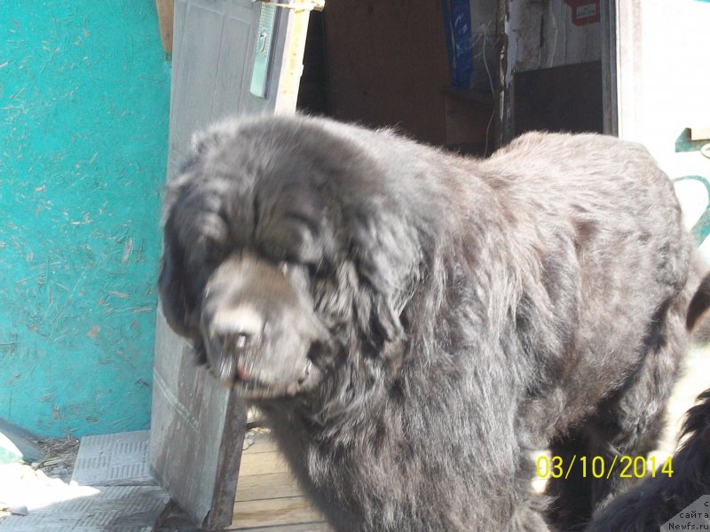 Фото: ньюфаундленд Виски Ред Лейбл Вепс (Viski Red Label Veps)