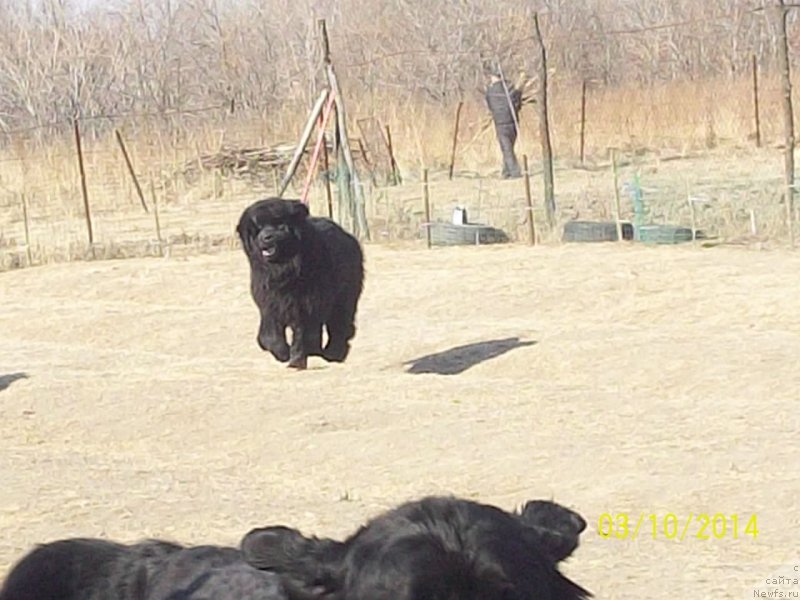 Фото: ньюфаундленд Супер Премиум Линиэль Дайлиррин (Super Premium Liniel Daylirring)