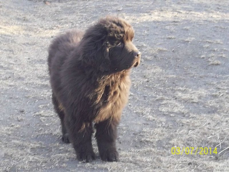 Фото: ньюфаундленд Ньюфорт Ю'Северино