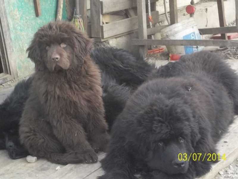 Фото: ньюфаундленд Супер Премиум Нао Дел Трато, ньюфаундленд Ньюфорт Ю'Северино