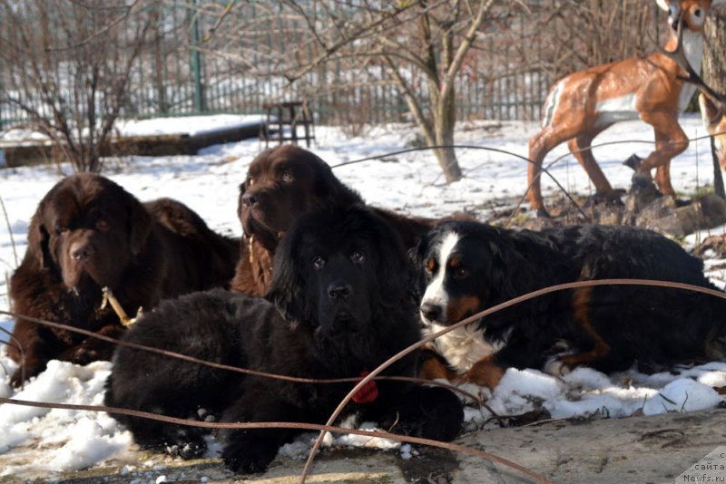 Фото: ньюфаундленд Чарли Де Бест Хелфи Пэл (Charli The Best Helfi Pel), ньюфаундленд Великий Медведь Камелия