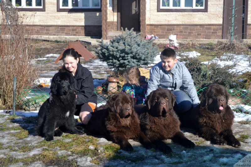 Фото: ньюфаундленд Мерседес Вялiкi Мядзведзь (Mercedes Vialiki Miadzvedz), ньюфаундленд Великий Медведь Камелия, ньюфаундленд Чармер Денкам Бронз (Charmer Denkam Bronze), ньюфаундленд Чарли Де Бест Хелфи Пэл (Charli The Best Helfi Pel)