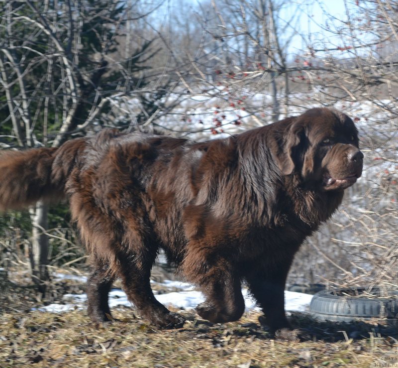 Фото: ньюфаундленд Великий Медведь Камелия