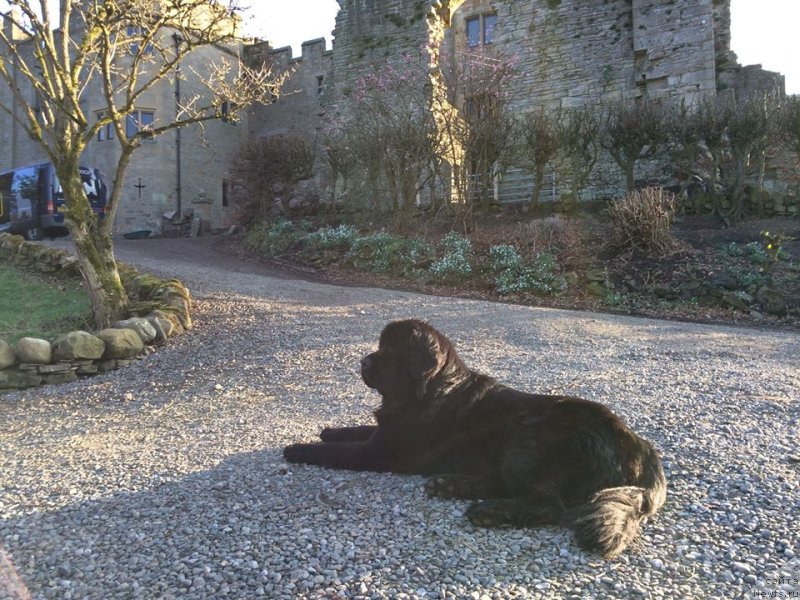 Фото: ньюфаундленд Юниверс оф Мэджик