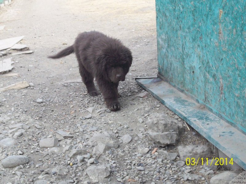 Фото: ньюфаундленд Ньюфорт Ю'Северино