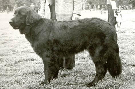 Фото: ньюфаундленд Джина