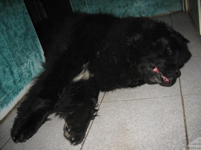 Фото: ньюфаундленд Хамэни из Медвежьего яра