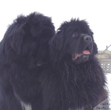 Фото: ньюфаундленд King of Helluland I'm Precious, ньюфаундленд Блэк Диамонд Агидель от Потапа Увертюра