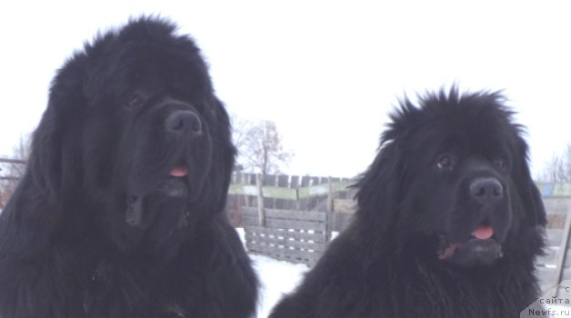 Фото: ньюфаундленд King of Helluland I'm Precious, ньюфаундленд Блэк Диамонд Агидель от Потапа Увертюра