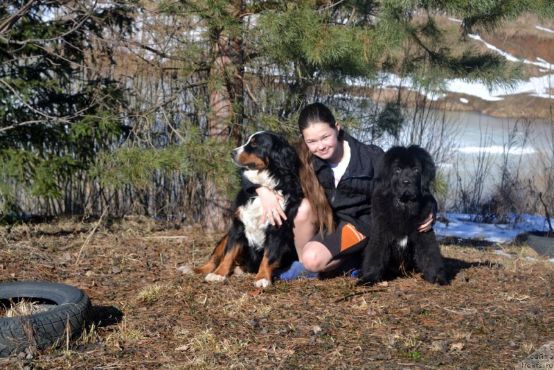 Фото: ньюфаундленд Мерседес Вялiкi Мядзведзь (Mercedes Vialiki Miadzvedz)