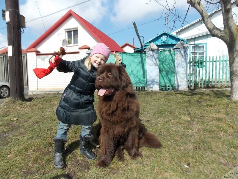 Фото: ньюфаундленд Хохотушка с Берега Дона (Hohotushka s Berega Dona)