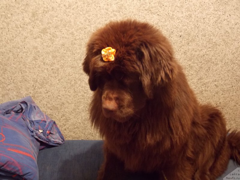 Фото: ньюфаундленд Хохотушка с Берега Дона (Hohotushka s Berega Dona)