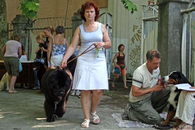 Фото: ньюфаундленд Потап Фидель, Наталья Обуховская