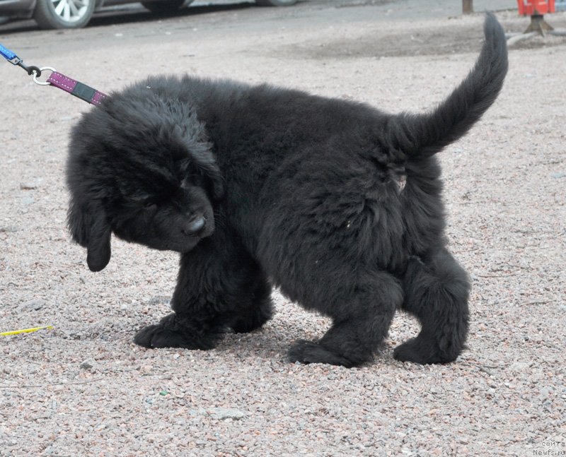 Фото: Бегущая по волнам Фрилансер