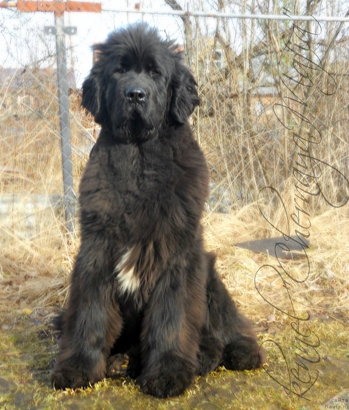 Фото: ньюфаундленд Ювелирика Магия Роскоши