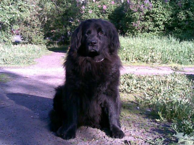 Фото: ньюфаундленд Циркона