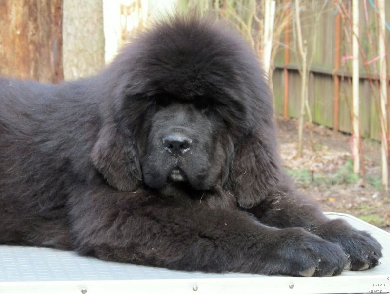 Фото: ньюфаундленд Смигар Тренди Лук (Smigar Trendy look)