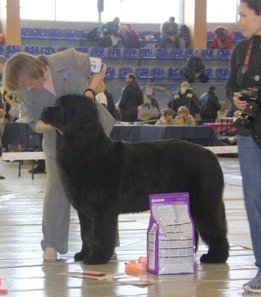 Фото: ньюфаундленд Обуш Шед Венити Фэар