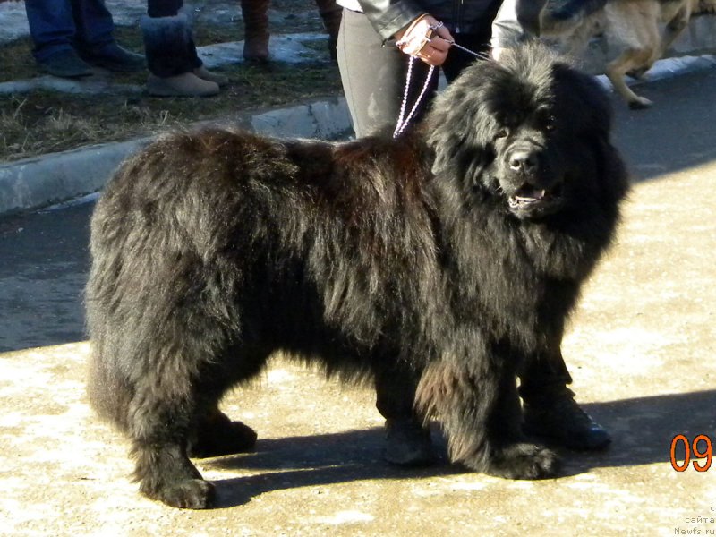 Фото: ньюфаундленд Чейзер Чейн Найт