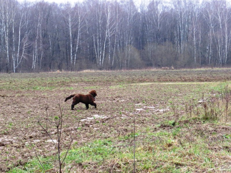 Фото: ньюфаундленд Парфён