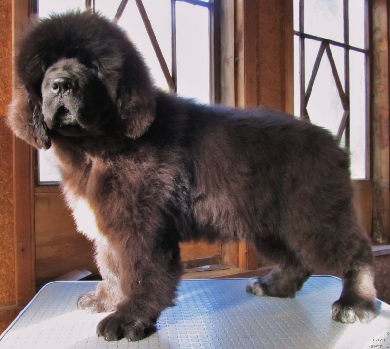 Фото: ньюфаундленд Смигар Тренди Лук (Smigar Trendy look)